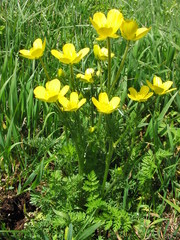 Ranunculus millefoliatus