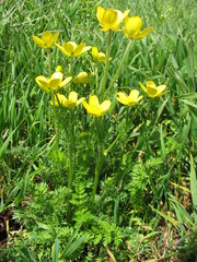 Ranunculus millefolius