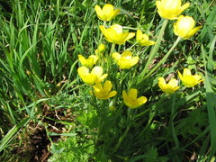 Ranunculus millefolius