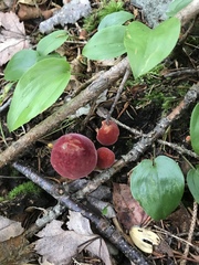 Chalciporus rubinellus