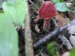 Chalciporus rubinellus