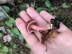 Chalciporus rubinellus