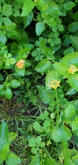 Lantana camara image