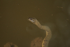 Cerberus schneiderii