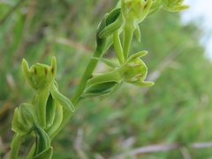 Platanthera mandarinorum pachyglossa