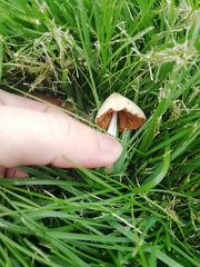 Conocybe apala albipes