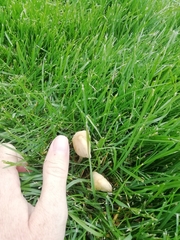 Conocybe apala albipes