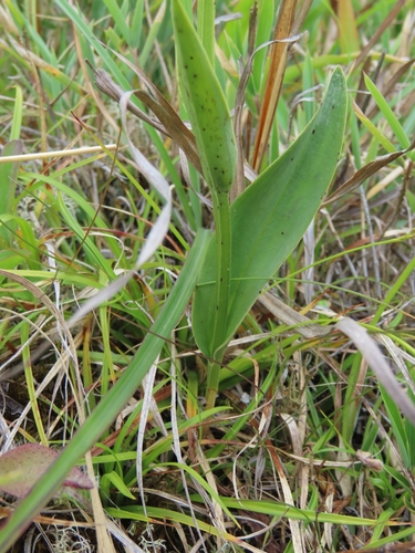 Image of Platanthera mandarinorum by (c) chiuluan, some rights reserved (CC BY)