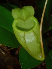 Nepenthes deaniana