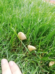 Conocybe apala albipes