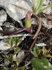 Conioselinum chinense