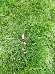 Conocybe apala albipes