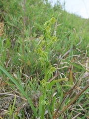 Platanthera mandarinorum pachyglossa