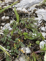 Conioselinum chinense
