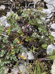 Conioselinum chinense