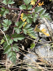 Conioselinum chinense