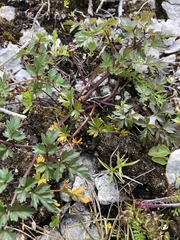 Conioselinum chinense