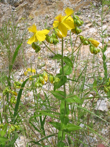 Hypericum montbretii (Hypericum montbretii)