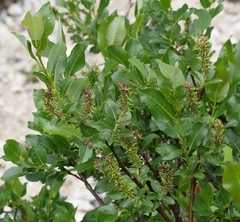 Salix waldsteiniana