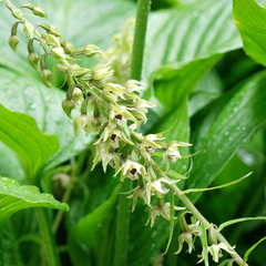 Epipactis helleborine