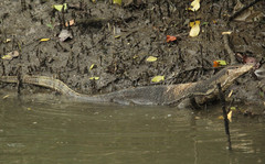 Varanus salvator