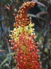 Nepenthes deaniana