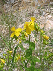 Hypericum perfoliatum