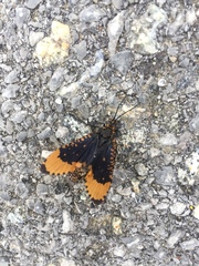 Oligostomis pardalis