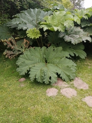 Gunnera tinctoria