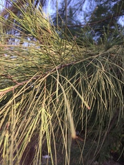 Casuarina equisetifolia