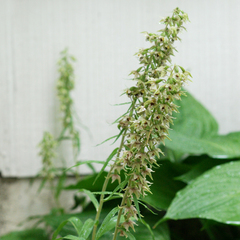 Epipactis helleborine