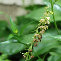 Epipactis helleborine