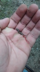 Vanzosaura rubricauda