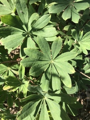 Lupinus perennis
