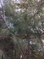Casuarina equisetifolia