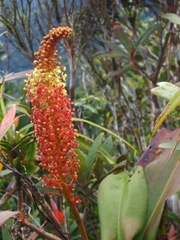 Nepenthes deaniana