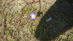 Convolvulus tricolor