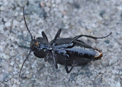 Carabus stscheglowi