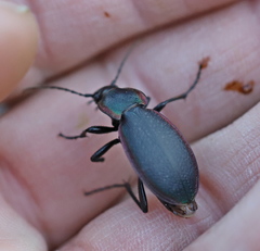 Carabus stscheglowi
