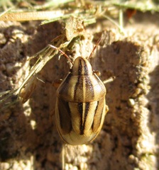 Aelia americana