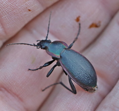Carabus stscheglowi