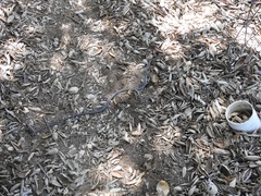 Masticophis lateralis