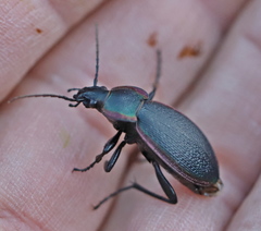 Carabus stscheglowi