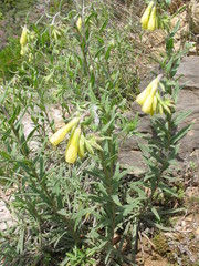 Onosma frutescens