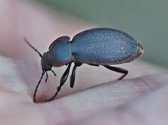 Carabus stscheglowi