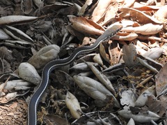 Masticophis lateralis