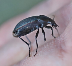 Carabus stscheglowi
