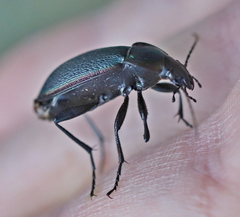 Carabus stscheglowi