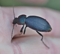 Carabus stscheglowi