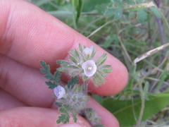 Phacelia cryptantha